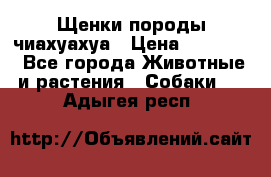 Щенки породы чиахуахуа › Цена ­ 12 000 - Все города Животные и растения » Собаки   . Адыгея респ.